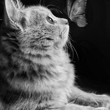 Оригинал схемы вышивки «Кот с бабочкой» (№2653379)