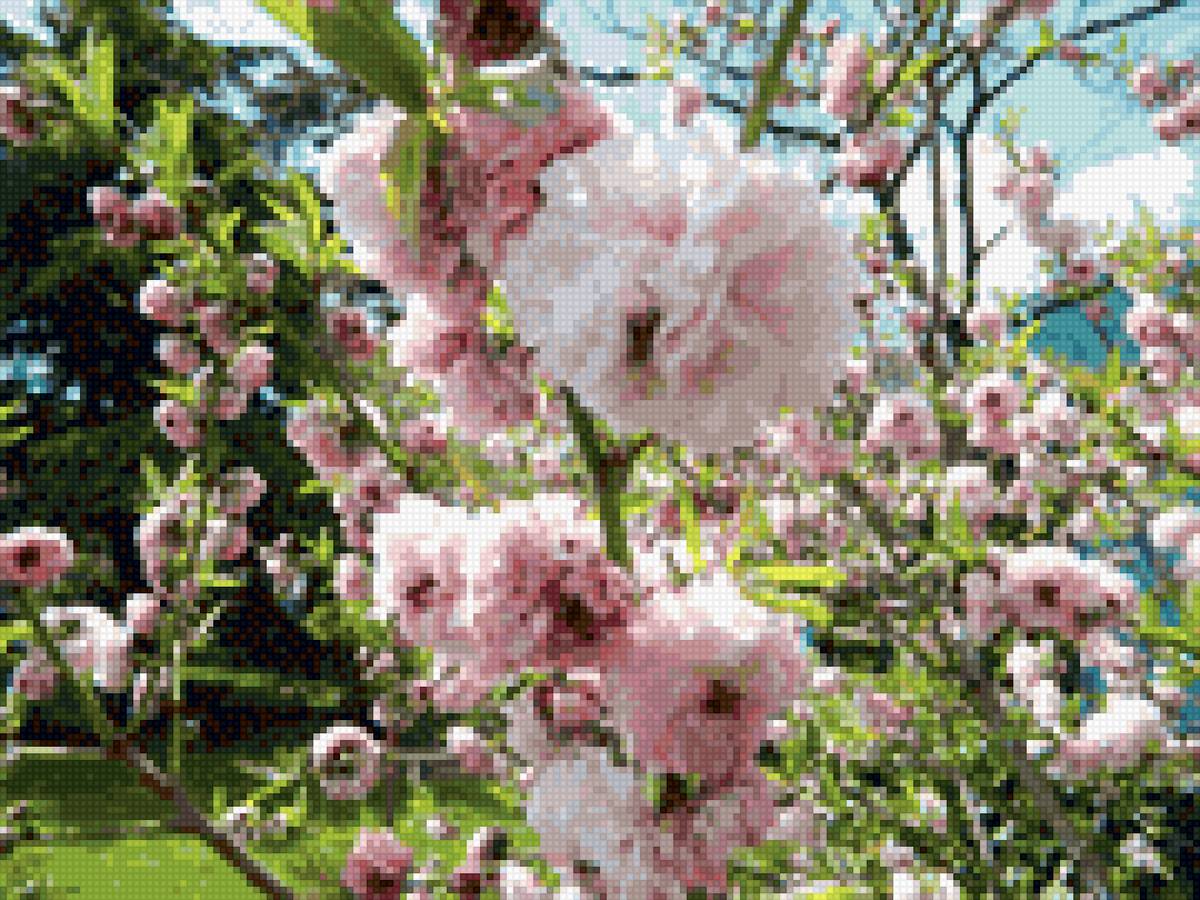 цветет персик - цветы - предпросмотр