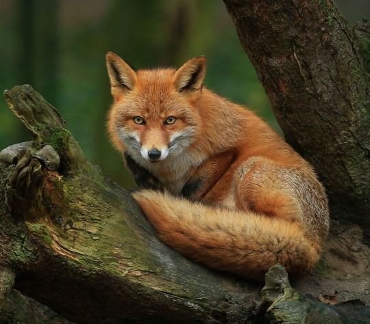 №2655155 - оригинал