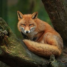 Схема вышивки «№2655155»