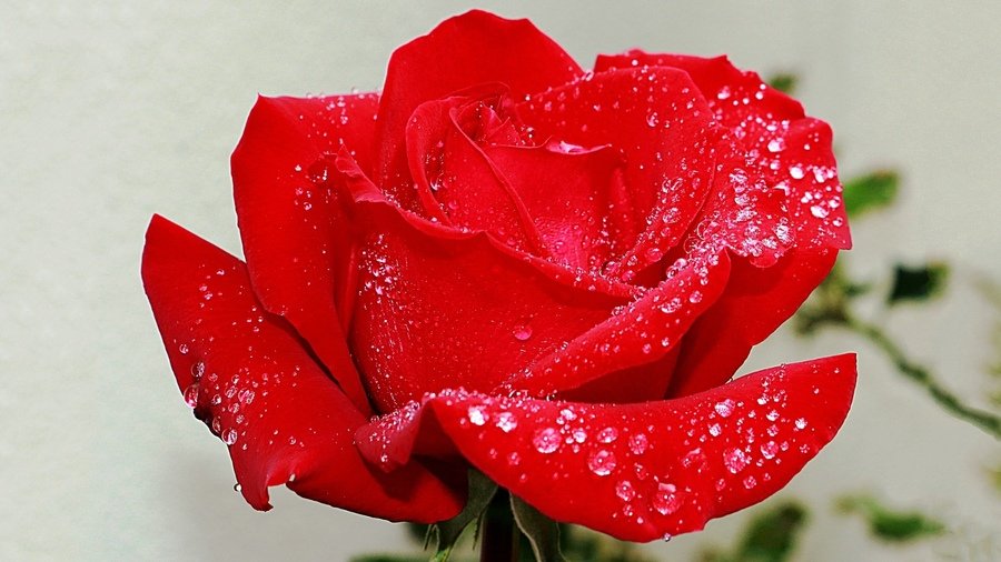 Роза - оригинал