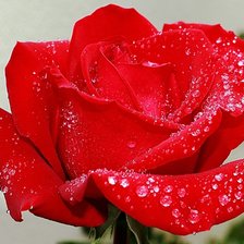 Схема вышивки «Роза»