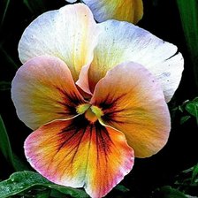 Схема вышивки «анютки»