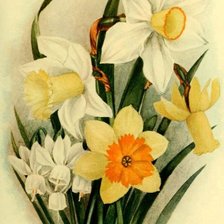 Схема вышивки «нарциссы»