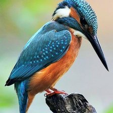 Схема вышивки «зимородок»