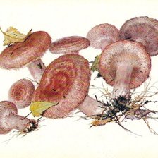 Схема вышивки «волнушки грибы»