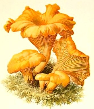 грибы лисички - оригинал