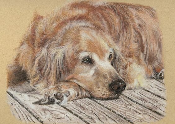 Старый друг - собака, домашние животные, живопись - оригинал