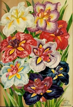 Цветы - оригинал