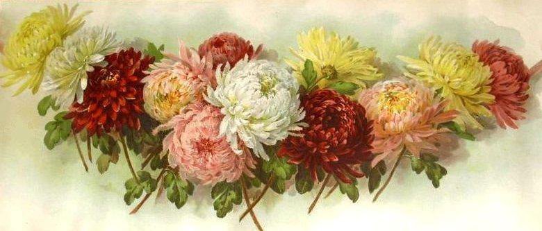 Хризантемы - хризантемы, цветы, живопись - оригинал