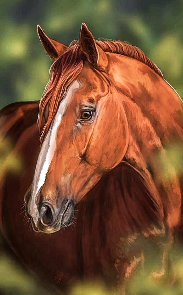 Лощадь - лошадь, животные, конь - оригинал