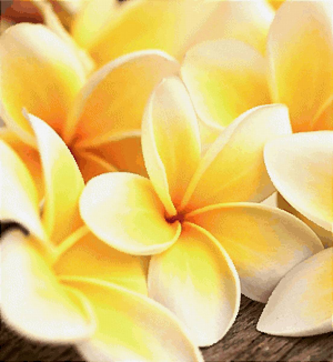 Цветы - предпросмотр