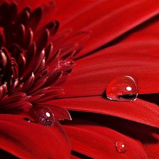 Схема вышивки «Красная гербера»