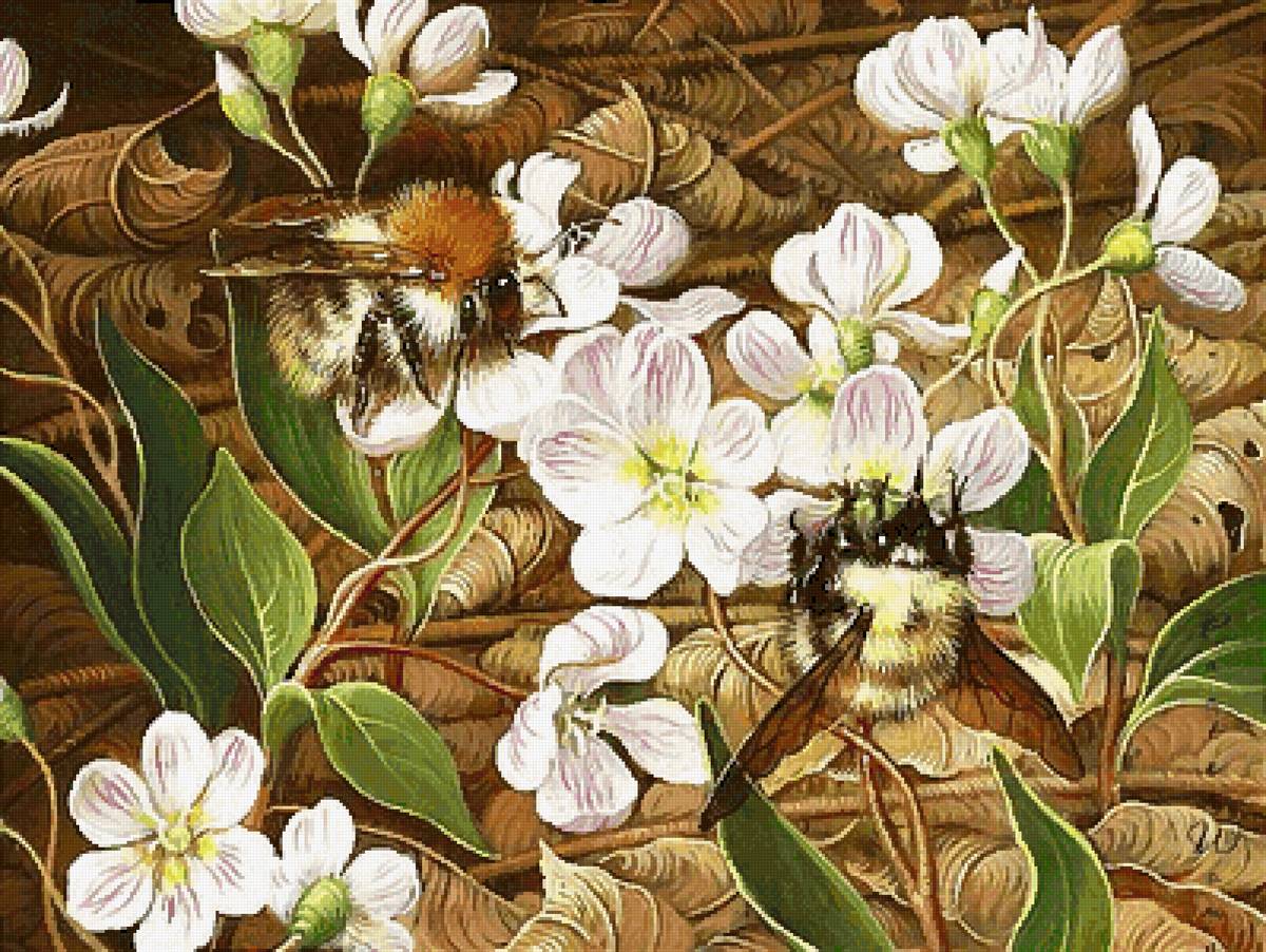 Шмели на цветах - предпросмотр