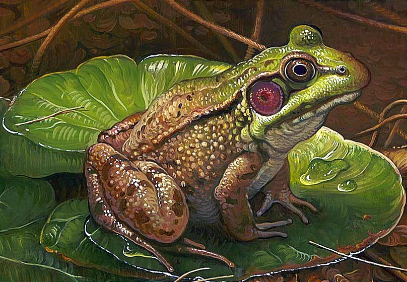 Лягушка - оригинал