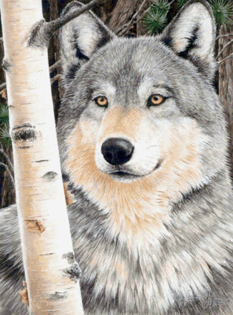 волк - волк, хищник, лес, охота, зима - предпросмотр