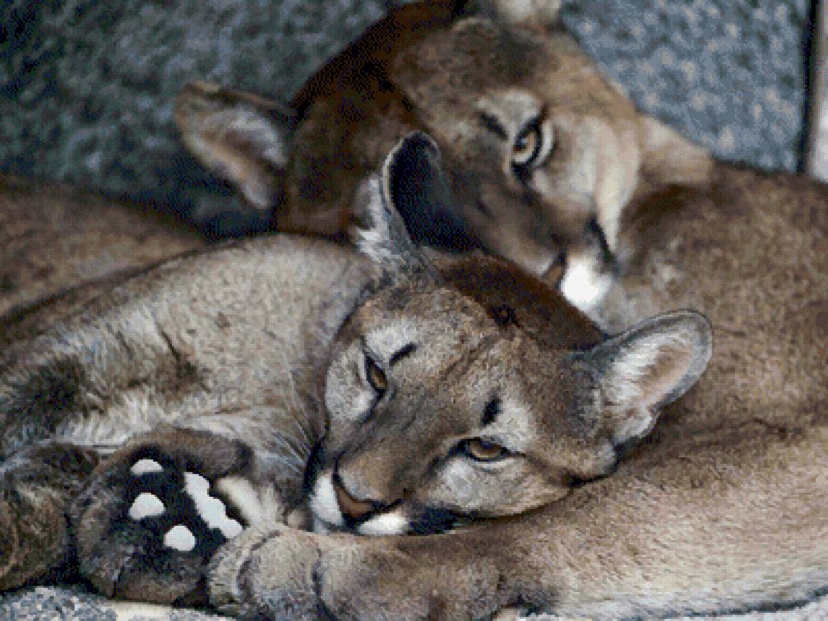 пумы на отдыхе - хищники, взгляд, пума, хищник - предпросмотр