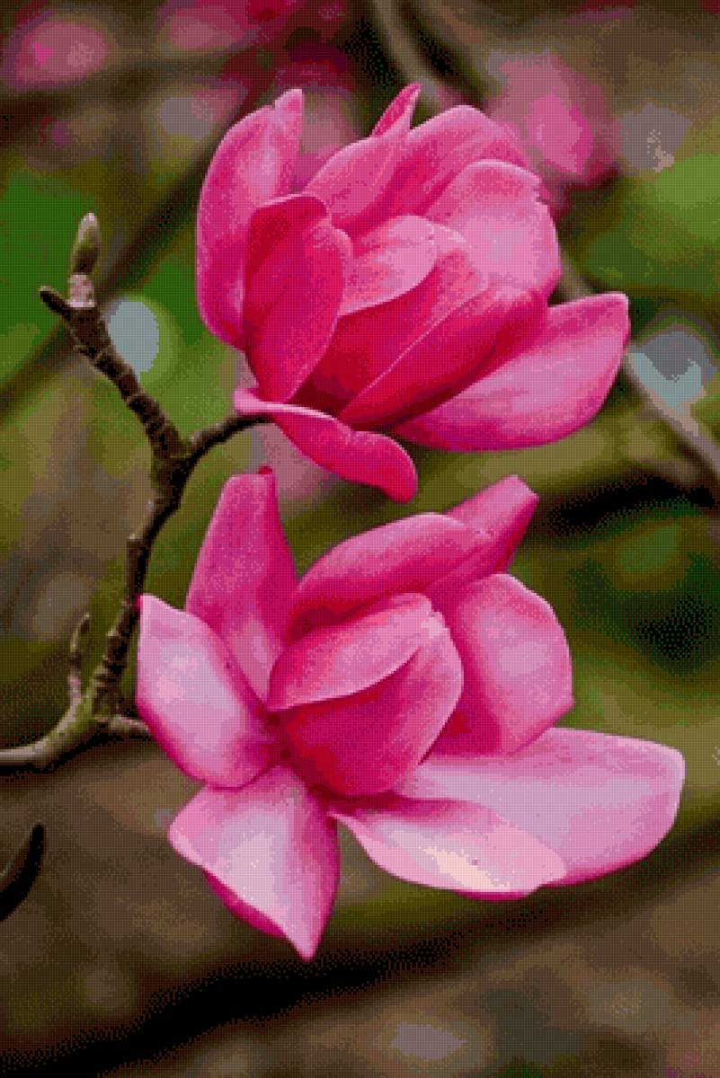 Цветущая Магнолия - весна, магнолия, цветы - предпросмотр