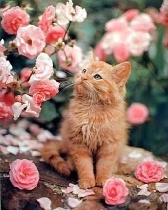 Коты - цветы, природа, коты - оригинал