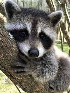 Отдыхашка - животные - оригинал