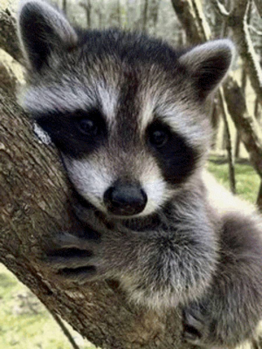 Отдыхашка - животные - предпросмотр