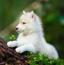 Схема вышивки «№2659215»