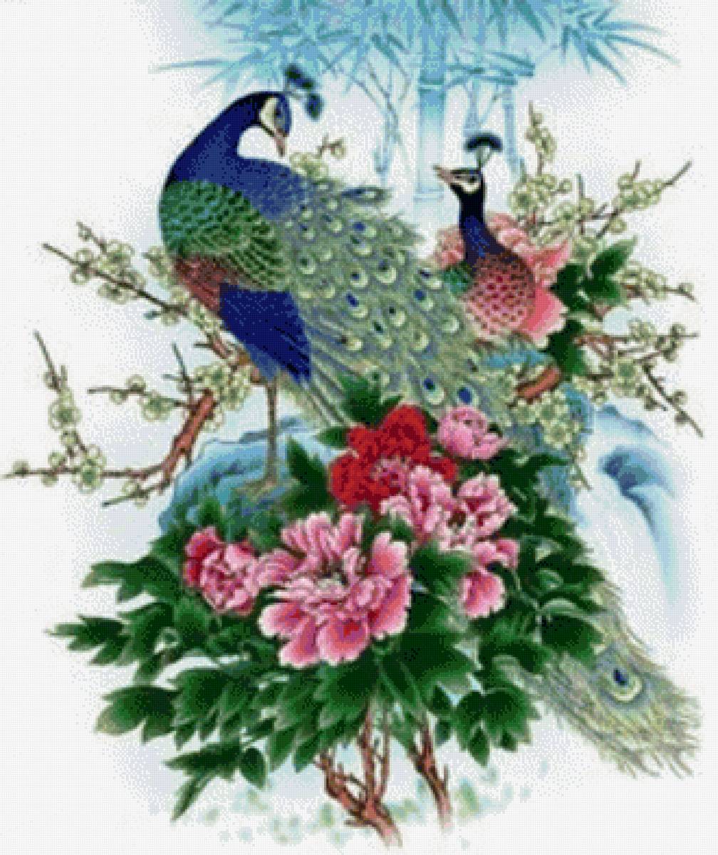 Павлины - предпросмотр