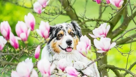 №2659515 - животные - оригинал