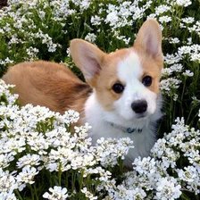 Схема вышивки «№2659525»