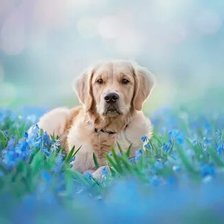 Схема вышивки «№2659540»