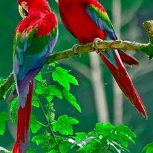 Схема вышивки «№2659554»