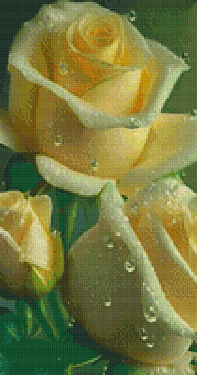 Розы - роза, цветок - предпросмотр