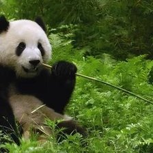 Схема вышивки «№2659615»