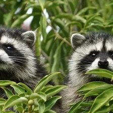 Схема вышивки «№2659616»