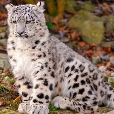 Схема вышивки «№2659618»