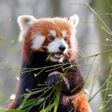 Схема вышивки «№2659619»