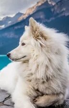 Схема вышивки «№2659624»