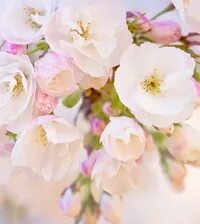 Схема вышивки «№2659638»