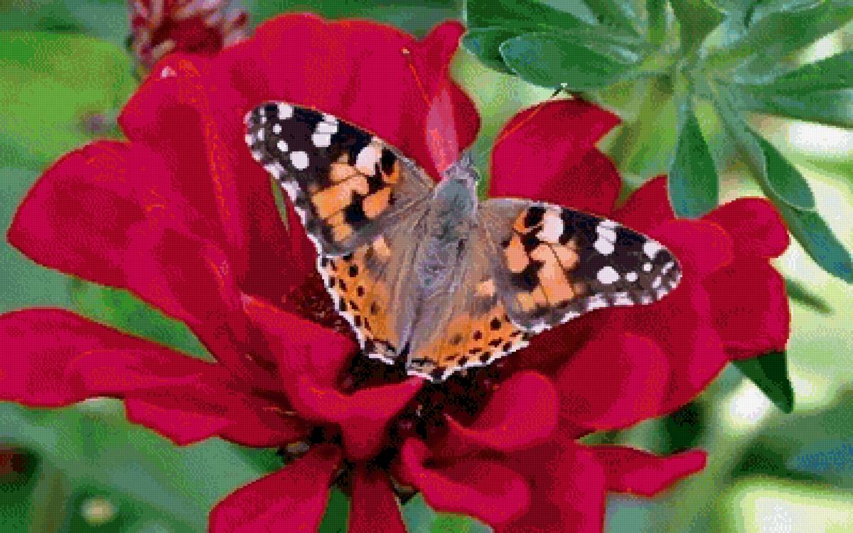 №2659646 - бабочка - предпросмотр