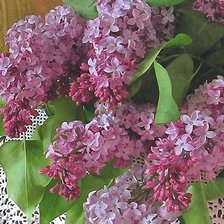 Схема вышивки «подушка сирень»