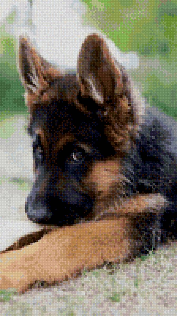 Щенок - овчарка, щенок - предпросмотр