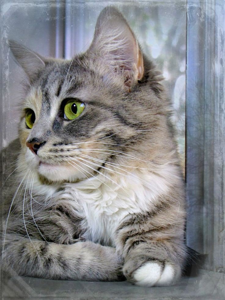 Кот - кот - оригинал