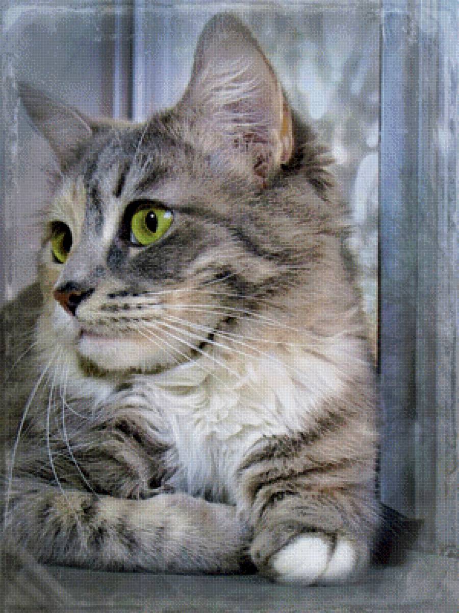 Кот - кот - предпросмотр