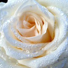 Схема вышивки «Роза»