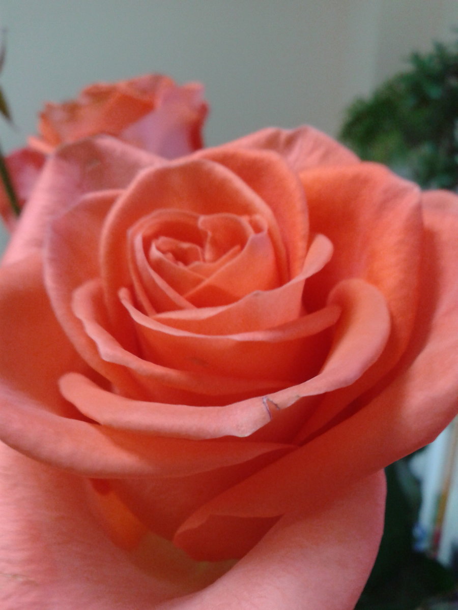 Роза - оригинал