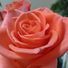 Схема вышивки «Роза»