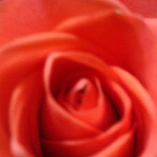 Схема вышивки «Коралловая роза»