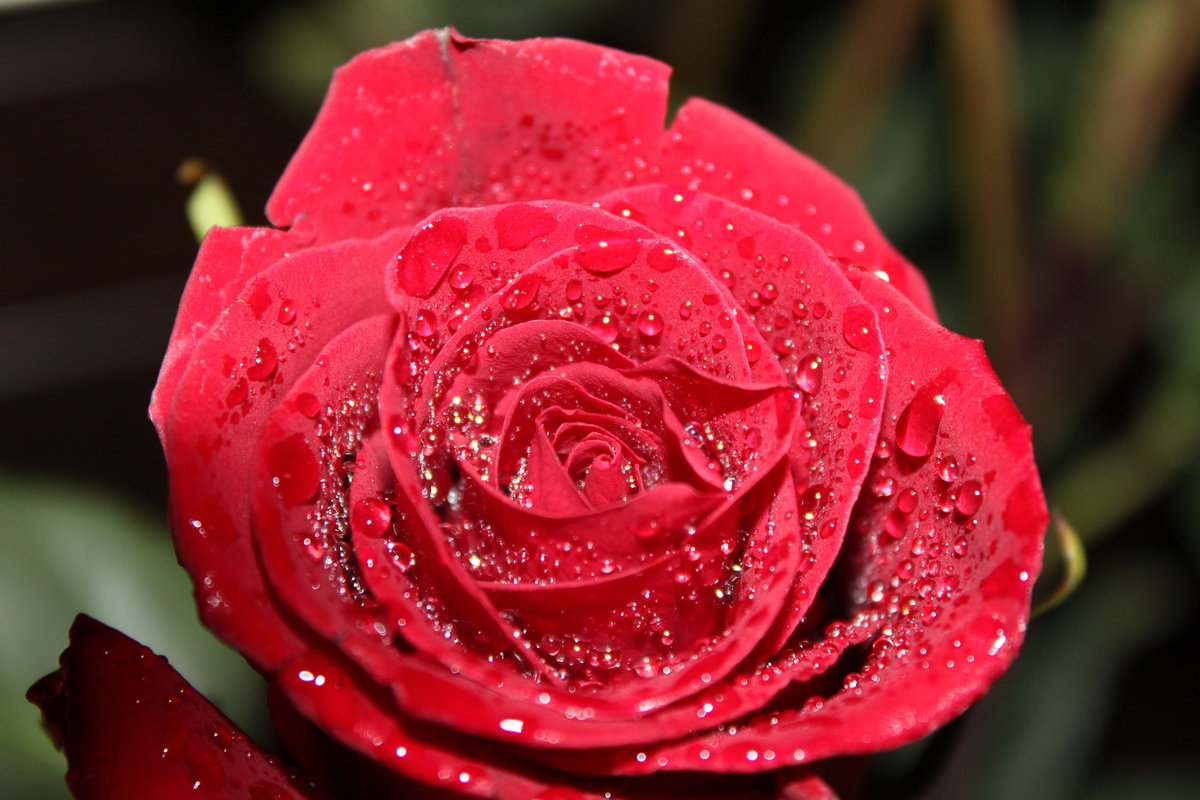 Роза после дождя - оригинал