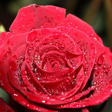 Оригинал схемы вышивки «Роза после дождя» (№2660717)