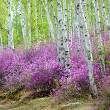 Схема вышивки «Багульник»